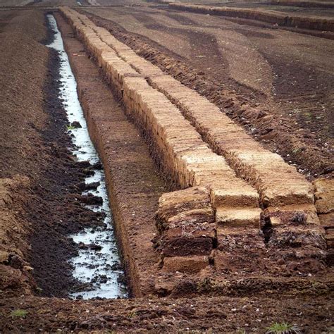 Peat - purpose, origin, extraction, uses and alternatives