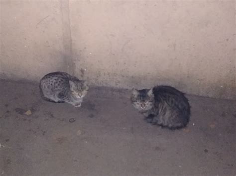 Ночные котики | Пикабу