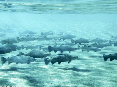Öxará underwater | Global FlyFisher