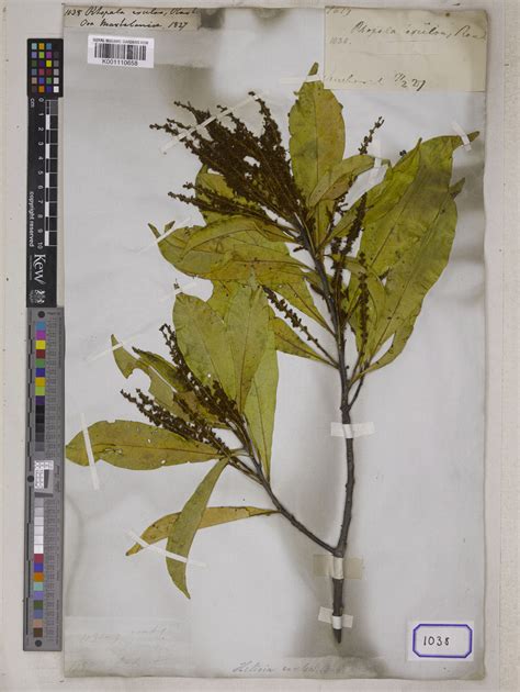 Helicia Excelsa Roxb Blume Plants Of The World Online Kew Science