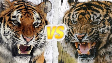 TIGRE DU BENGALE vs TIGRE DE SIBÉRIE Qui est le roi des tigres