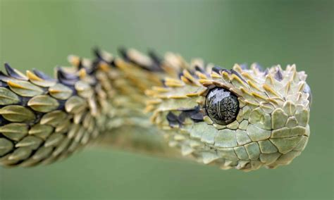 Bush Viper Snake Wallpaper Hd