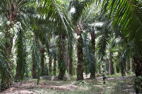 Manfaat Pelepah Kelapa Sawit Untuk Berbagai Keperluan