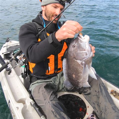 Tautog Scup Kayak Fishing Cape Cod Massachusetts My Fishing Cape Cod