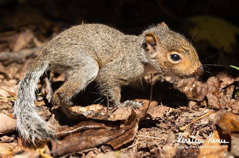 Baby Tree Squirrel