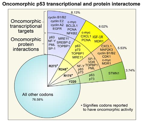 Ijms Free Full Text The Consequence Of Oncomorphic Tp53 Mutations