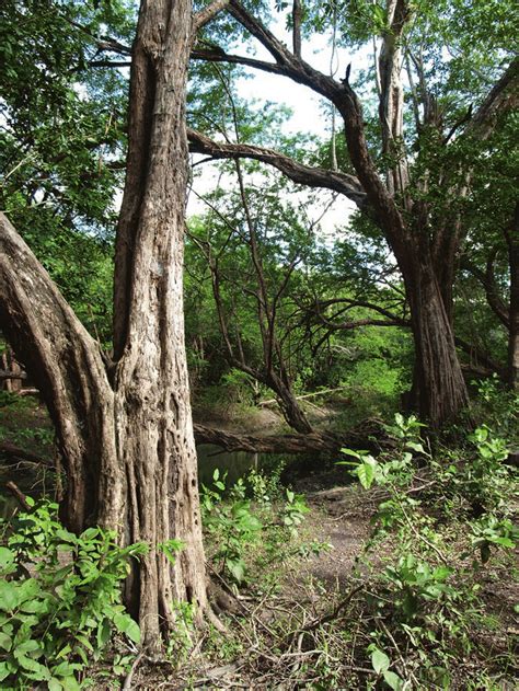 4 A Logwood Haematoxylum Campechianum Forest Near San Miguel And The