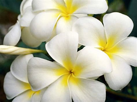 2 HAWAII PLUMERIA CUTTING White Exotic Free Shipping Fragrant Tropical Flower Plant - Etsy