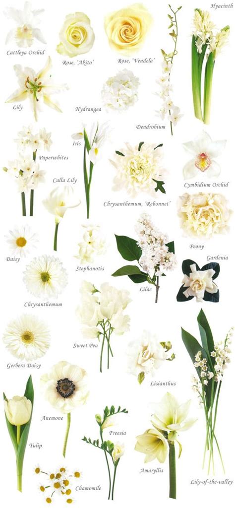 Flower Names By Color Wedding Flower Types White Flowers Names