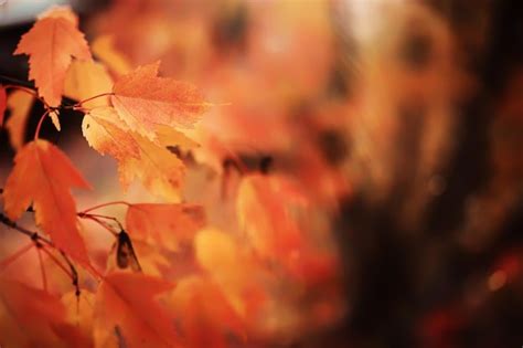 Premium Photo Red And Orange Autumn Leaves Background