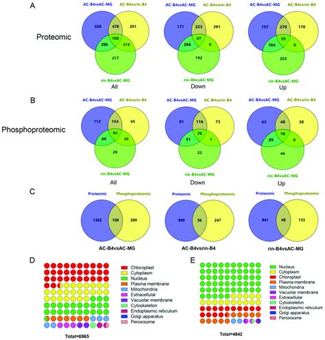 The Overlap And Subcellular Localization Of The Differentially