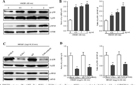 Figure From High Mobility Group Box Induces Calcification Of Aortic