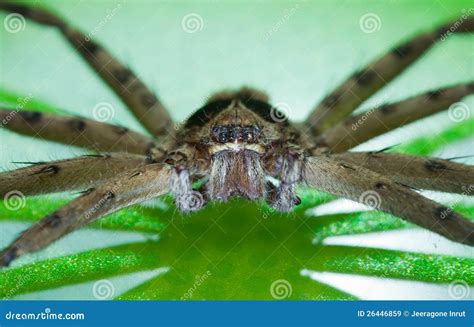 Cane Spider Royalty Free Stock Images Image 26446859