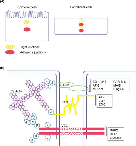 Figure From Defining Novel Mediators And Mechanisms Of Neural