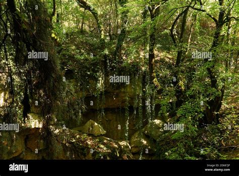 Deep Jungle Ravine Trees Hi Res Stock Photography And Images Alamy