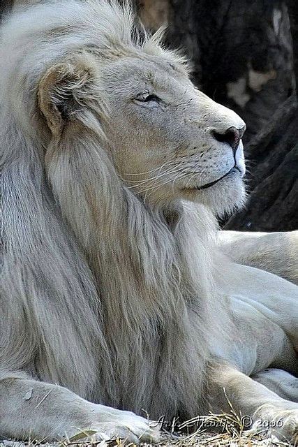 Letsatsi The White Lion Son Of Temba By Arno Meintjes Wildlife On