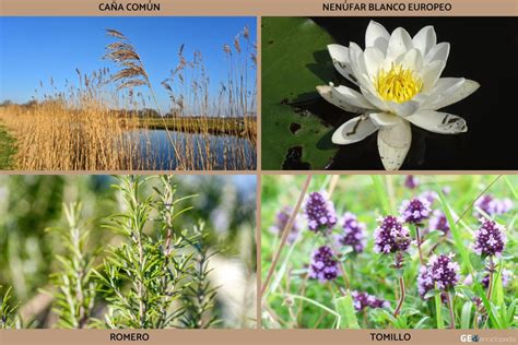 Río Júcar Características historia flora y fauna