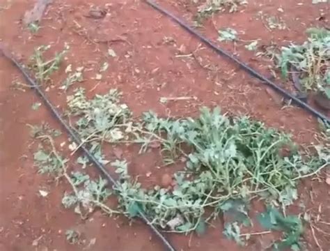 Chuva Com Granizo Causa Prejuízos Em Plantações De Moradores Na Zona