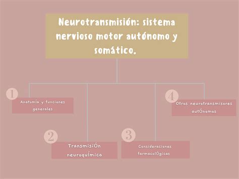 Solution Neurotransmisi N Sistema Nervioso Motor Aut Nomo Y Som Tico