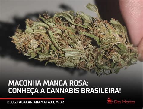 Maconha Manga Rosa Conhe A A Cannabis Brasileira