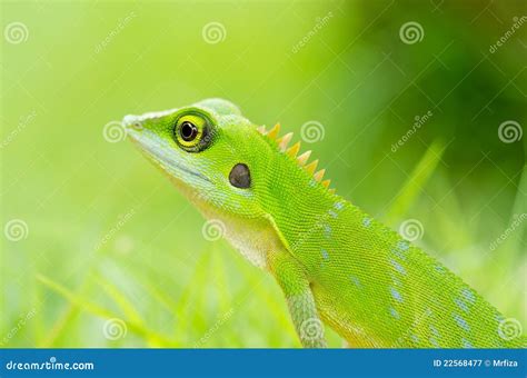 Beautiful Green Gecko Lizard Royalty Free Stock Photography - Image ...