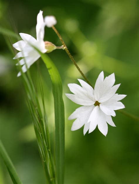 Woodland Star Woodland Star Lithophragma Affine Photogr Flickr