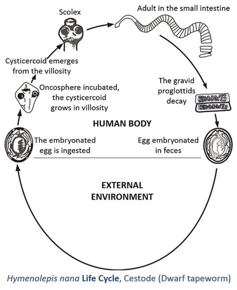 Hymenolepis Nana Life Cycle A Photo On Flickriver