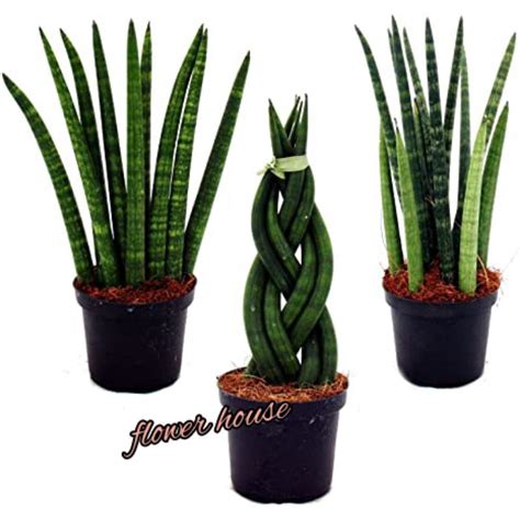 Jual Tanaman Hias Sansevieria Tombak Shopee Indonesia