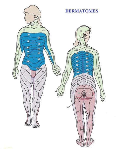 Dermatome Chart Female | Dermatome Map