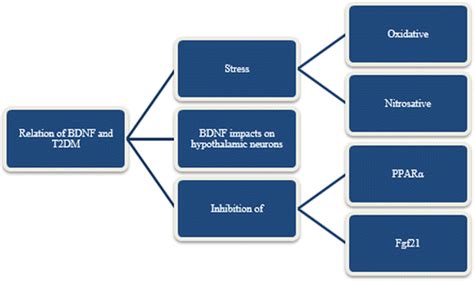 The Interrelationship Of Brain Derived Neurotrophic Factor Bdnf And