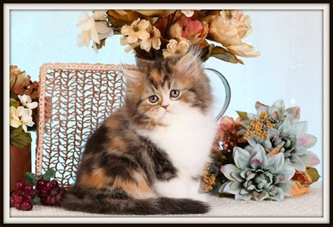 Calico Persian Kittens | Calico Persian Cats | Calico Cats | Calico Persian Cat Breeders