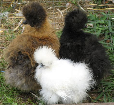 Silkie A Comprehensive Guide To The Furry Chicken Pethelpful