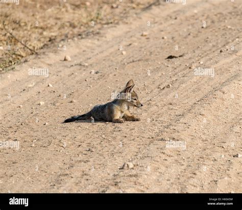 Black Backed Jackal Puppy Lying In Roadway Stock Photo Alamy