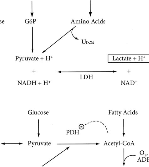 Gluconeogenesis And Metabolism Of Lactates 10 A Lactic Acid Download Scientific Diagram