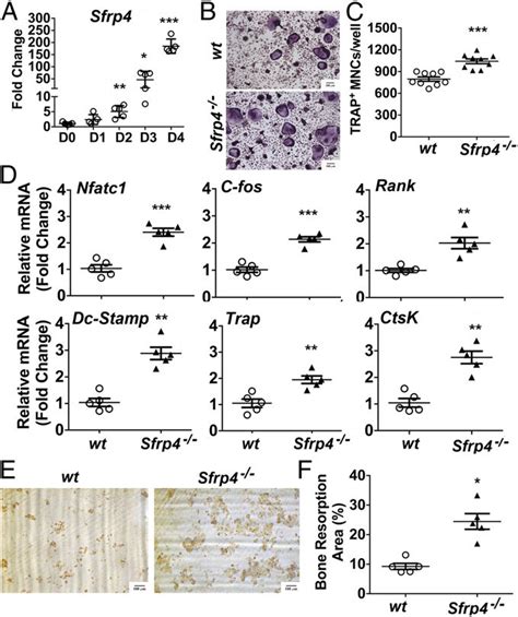 Sfrp4 cell-autonomously regulates OC differentiation and activity. (A ... 