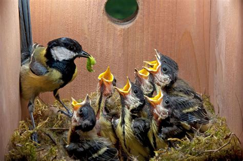 Vogels Verzorgen In De Lente Micheline Baetens