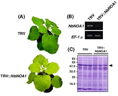 VIGS of NbNOA1 gene in Nicotiana benthamiana. N. benthamiana seedlings... | Download Scientific ...