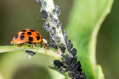 生物病虫害防治图片 包图网企业站