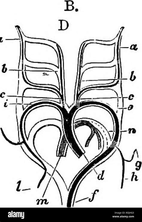 Die Elemente Der Embryologie Embryologie Diagramme Zur