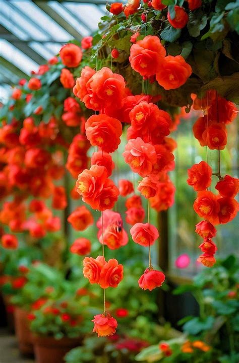 Ritz Farming Imported Weeping Begonia Flowers Bulbs All Season