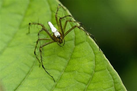 Makro Spinne Natur Kostenloses Foto Auf Pixabay Pixabay