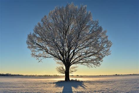Landscape With A Lonely Naked Tree In A Winter Field Stock Image Image Of Blue Bench 237241927