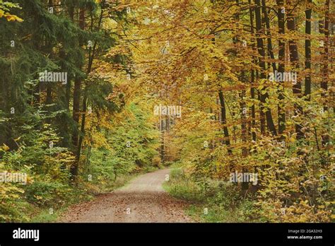 Trail Going Through The Forest With Coloured European Beech Fagus