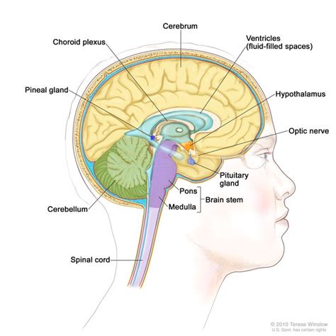 Leptin Receptor Deficiency MedlinePlus Genetics