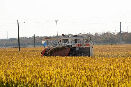 Harvesting Rice Field Harvesting Picture And HD Photos | Free Download On Lovepik