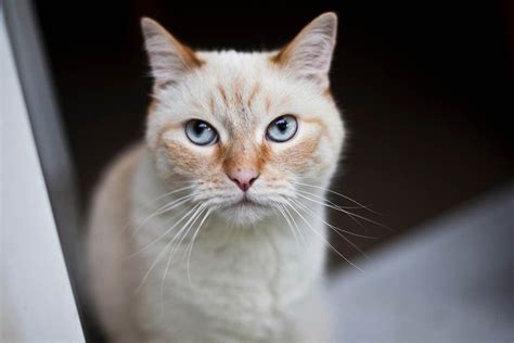 Flame Point Siamese Facts Pictures Origin History Hepper