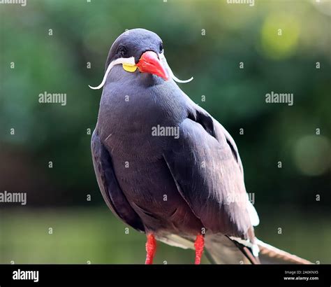 Beautiful and colorful exotic birds in a close up portrait Stock Photo ...