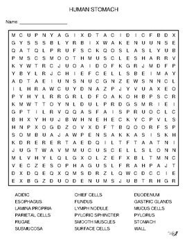 Human Stomach Word Search By Niemiller Nature Tpt