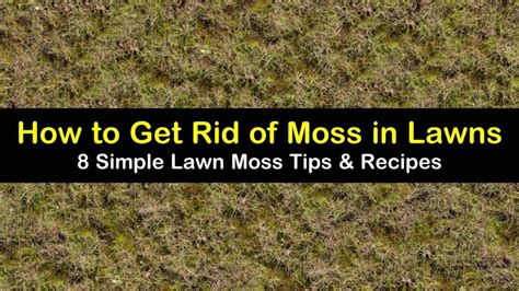 DIY Moss Control Remedies