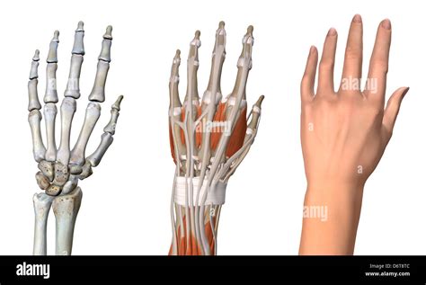 Three Views Female Hand Anatomy Skeletal Muscular Skin Close Up